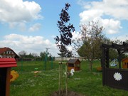 Výsadba na školní zahradě